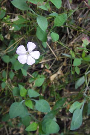 Petrocoptis pyrenaica subsp. glaucifolia \ Pyren�en-Nelke / Pyrenean Pink, E Asturien/Asturia, Cangas de Onis 8.8.2012