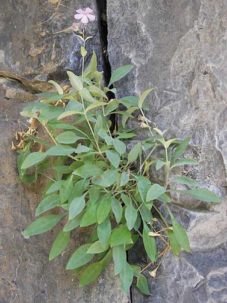 Petrocoptis pyrenaica subsp. glaucifolia \ Pyren�en-Nelke / Pyrenean Pink, E Asturien/Asturia, Cangas de Onis 8.8.2012