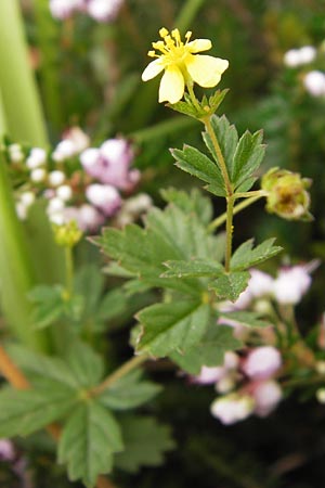 Potentilla erecta \ Blutwurz / Tormentil, E Asturien/Asturia Ribadesella 10.8.2012