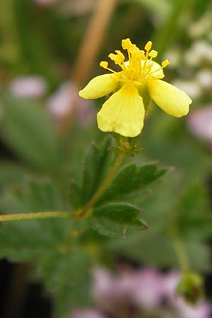 Potentilla erecta \ Blutwurz / Tormentil, E Asturien/Asturia Ribadesella 10.8.2012