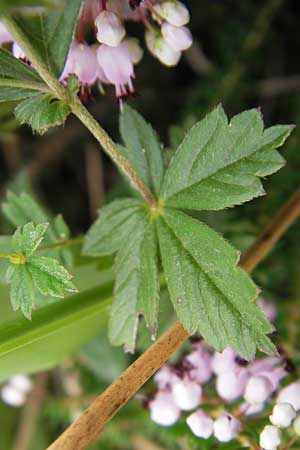 Potentilla erecta \ Blutwurz / Tormentil, E Asturien/Asturia Ribadesella 10.8.2012