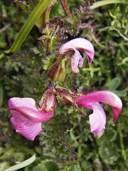 Pedicularis pyrenaica \ Pyren&auml;en-L�usekraut / Pyrenean Lousewort, E Picos de Europa, Fuente De 14.8.2012