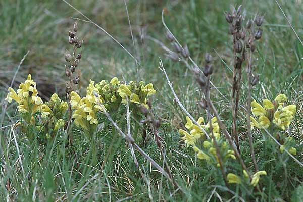 Pedicularis comosa \ Schopfiges L�usekraut / Common Crested Lousewort, E Navarra, Pamplona 7.5.2000
