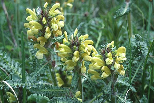 Pedicularis comosa \ Schopfiges L�usekraut / Common Crested Lousewort, E Prov.  Burgos,  Sierra de la Demanda 27.5.2002