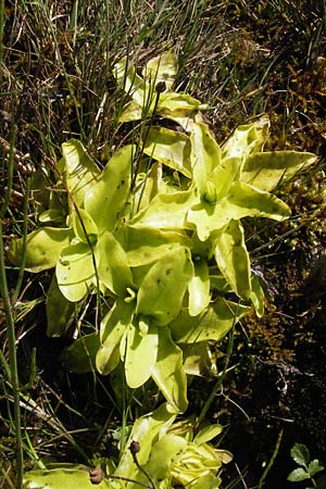 Pinguicula grandiflora \ Grobltiges Fettkraut / Large-flowered Butterwort, E Picos de Europa, Covadonga 7.8.2012