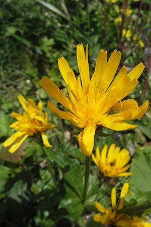 Picris hieracioides \ Gemeines Bitterkraut / Hawkweed Ox-Tongue, E Pyrenäen/Pyrenees, Caldes de Boi 16.8.2006