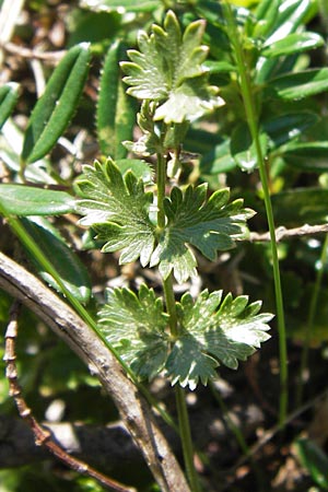 Pimpinella tragium \ Fels-Bibernelle / Buck Burnet Saxifrage, E Picos de Europa, Covadonga 7.8.2012