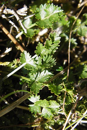 Pimpinella tragium \ Fels-Bibernelle / Buck Burnet Saxifrage, E Picos de Europa, Covadonga 7.8.2012