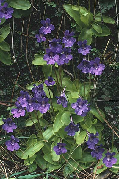 Pinguicula grandiflora \ Grobltiges Fettkraut / Large-flowered Butterwort, E Guernika 18.4.1988