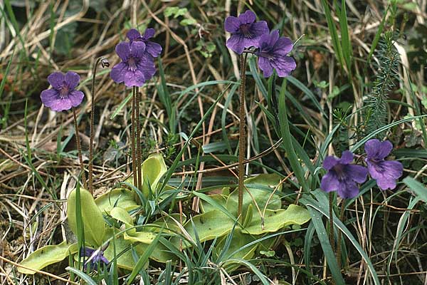 Pinguicula grandiflora \ Grobltiges Fettkraut / Large-flowered Butterwort, E Guernika 18.4.1988