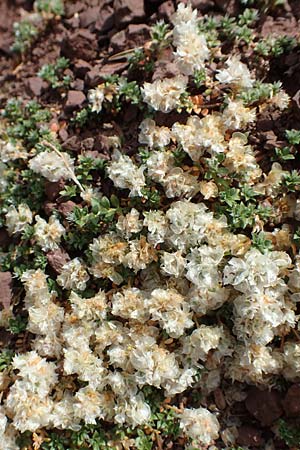 Paronychia kapela \ Kapela-Nagelkraut / Kapela Nailwort, E Pyren&auml;en/Pyrenees, Prat de Cadi 6.8.2018