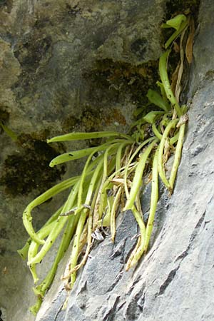 Pinguicula longifolia \ Langbl&auml;ttriges Fettkraut / Long-Leaved Butterwort, E Pyren&auml;en/Pyrenees, Ordesa 22.8.2011