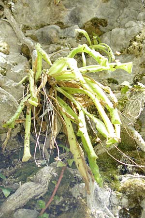 Pinguicula longifolia \ Langbl&auml;ttriges Fettkraut / Long-Leaved Butterwort, E Pyren&auml;en/Pyrenees, Ordesa 22.8.2011