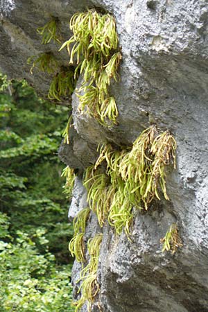 Pinguicula longifolia \ Langbl&auml;ttriges Fettkraut / Long-Leaved Butterwort, E Pyren&auml;en/Pyrenees, Ordesa 22.8.2011