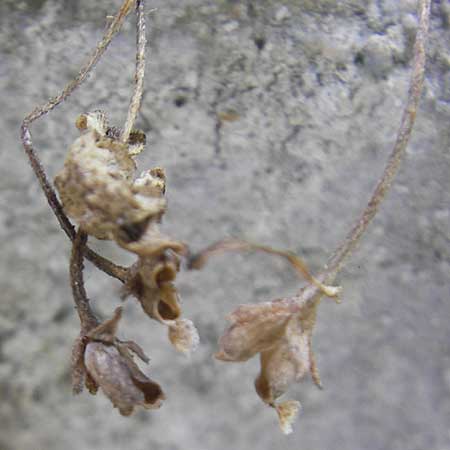 Pinguicula longifolia \ Langbl&auml;ttriges Fettkraut / Long-Leaved Butterwort, E Pyren&auml;en/Pyrenees, Ordesa 22.8.2011
