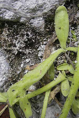 Pinguicula longifolia \ Langbl&auml;ttriges Fettkraut / Long-Leaved Butterwort, E Pyren&auml;en/Pyrenees, Ordesa 22.8.2011