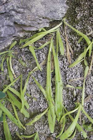 Pinguicula longifolia \ Langbl&auml;ttriges Fettkraut / Long-Leaved Butterwort, E Pyren&auml;en/Pyrenees, Ordesa 22.8.2011