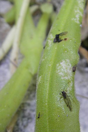 Pinguicula longifolia \ Langbl&auml;ttriges Fettkraut / Long-Leaved Butterwort, E Pyren&auml;en/Pyrenees, Ordesa 22.8.2011