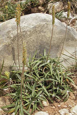 Plantago maritima \ Strand-Wegerich / Sea Plantain, E Zumaia 16.8.2011