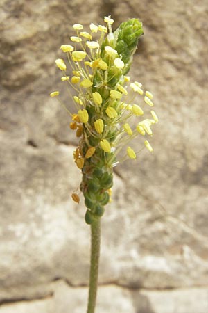 Plantago maritima \ Strand-Wegerich / Sea Plantain, E Zumaia 16.8.2011