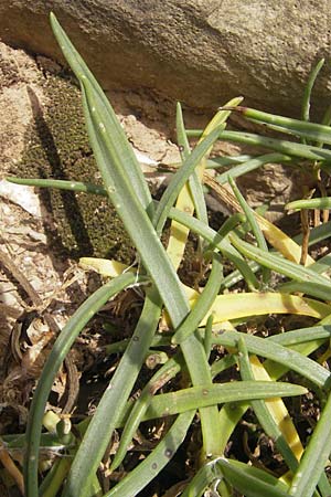 Plantago maritima \ Strand-Wegerich / Sea Plantain, E Zumaia 16.8.2011