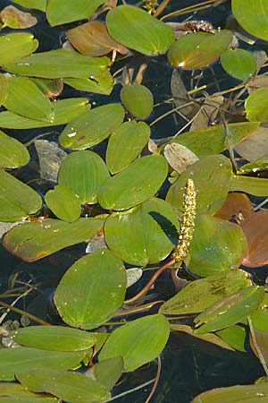 Potamogeton natans ? \ Schwimmendes Laichkraut / Broad-Leaved Pontweed, E Picos de Europa, Covadonga 7.8.2012