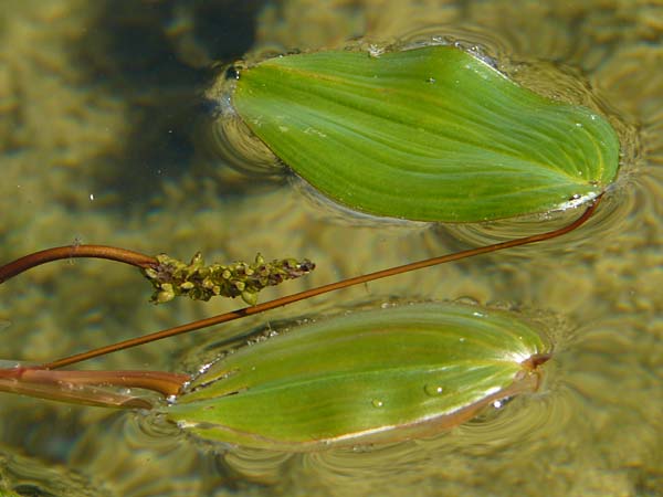 Potamogeton natans ? \ Schwimmendes Laichkraut / Broad-Leaved Pontweed, E Picos de Europa, Covadonga 7.8.2012