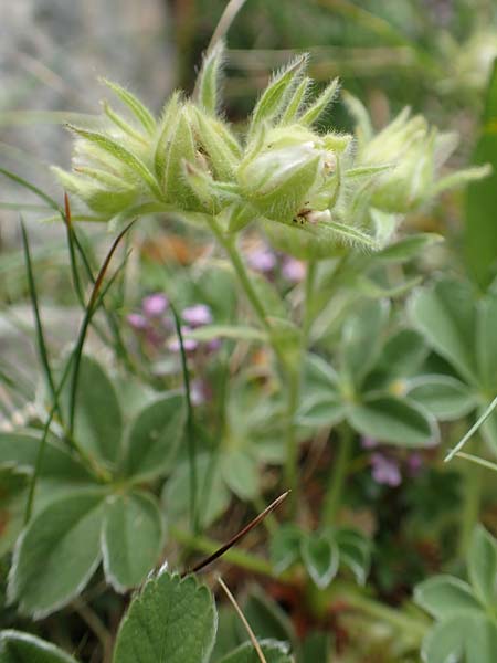Potentilla nivalis \ Schnee-Fingerkraut, E Pyrenäen, Prat de Cadi 6.8.2018