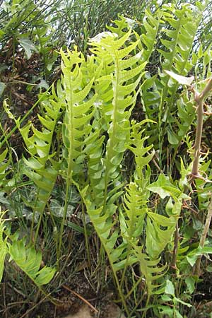 Polypodium cambricum \ Sdlicher Tpfelfarn / Southern Polypody, E Zumaia 16.8.2011