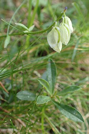 Polygala calcarea \ Kalk-Kreuzblume, Kalk-Kreuzblmchen / Chalk Milkwort, E Pyrenäen/Pyrenees, Prat de Cadi 6.8.2018