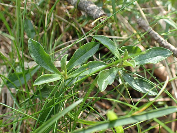 Polygala calcarea \ Kalk-Kreuzblume, Kalk-Kreuzblmchen / Chalk Milkwort, E Pyrenäen/Pyrenees, Prat de Cadi 6.8.2018