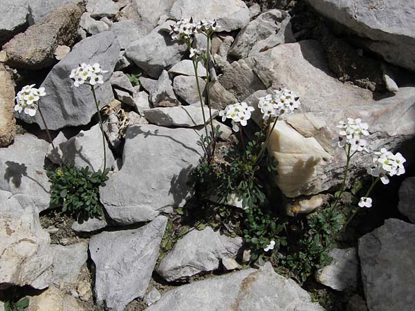 Hornungia alpina \ Alpen-Steinkresse / Pritzelago, E Picos de Europa, Fuente De 14.8.2012
