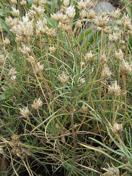 Plantago sempervirens \ Halbstrauchiger Wegerich / Shrubby Plantain, E Pyren&auml;en/Pyrenees, Durro in Boi - Tal / Valley 16.8.2006