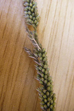 Sporobolus indicus \ Indisches Samenfallgras, Indisches Vilfagras / Smut Grass, Rat Tail Grass, E Lekeitio 6.8.2012