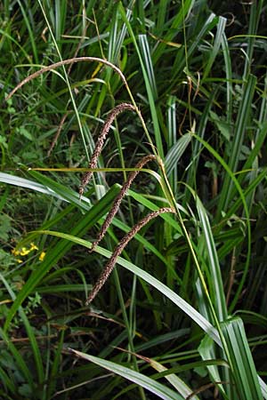 Carex pendula s.l. \ H&auml;nge-Segge / Pendulous Sedge, Hanging Sedge, E Asturien/Asturia Llanes 12.8.2012