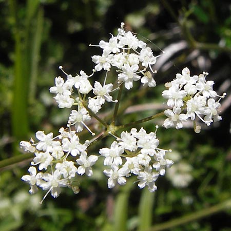 Pimpinella tragium \ Fels-Bibernelle / Buck Burnet Saxifrage, E Picos de Europa, Covadonga 7.8.2012