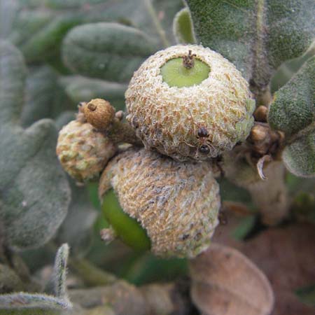 Quercus pyrenaica \ Pyren&auml;en-Eiche / Pyrenean Oak, E Zarautz 14.8.2011