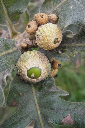 Quercus pyrenaica \ Pyren&auml;en-Eiche / Pyrenean Oak, E Zarautz 14.8.2011