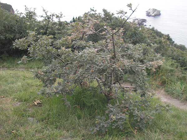 Quercus pyrenaica \ Pyren&auml;en-Eiche / Pyrenean Oak, E Zarautz 14.8.2011