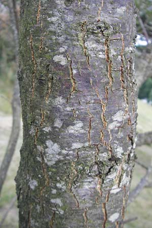 Quercus pyrenaica \ Pyren&auml;en-Eiche / Pyrenean Oak, E Zarautz 14.8.2011