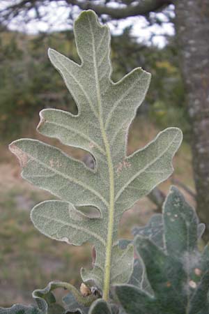 Quercus pyrenaica \ Pyren&auml;en-Eiche / Pyrenean Oak, E Zarautz 14.8.2011