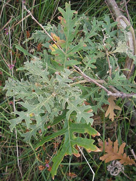 Quercus pyrenaica \ Pyren&auml;en-Eiche / Pyrenean Oak, E Zarautz 17.8.2011
