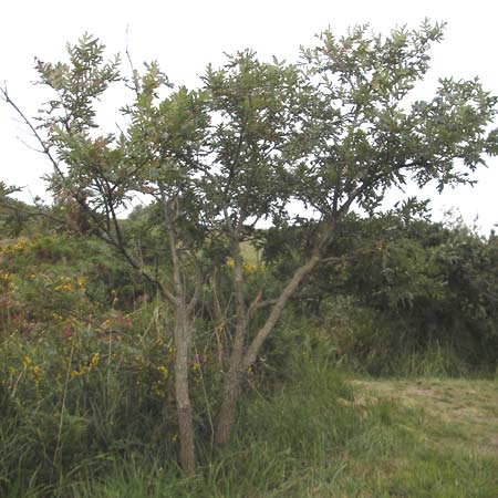 Quercus pyrenaica \ Pyren&auml;en-Eiche / Pyrenean Oak, E Zarautz 17.8.2011