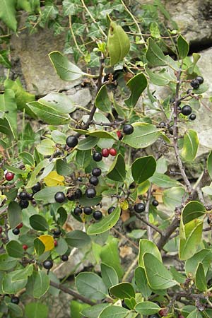 Rhamnus alaternus \ Stechpalmen-Kreuzdorn, Immergr�ner Kreuzdorn / Italian Buckthorn, Evergreen Buckthorn, E Zumaia 16.8.2011