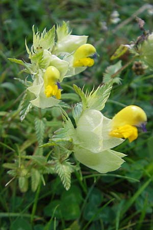 Rhinanthus serotinus \ Groer Klappertopf / Narrow-Leaved Yellow-Rattle, E Pyrenäen/Pyrenees, Hecho - Tal / Valley 19.8.2011