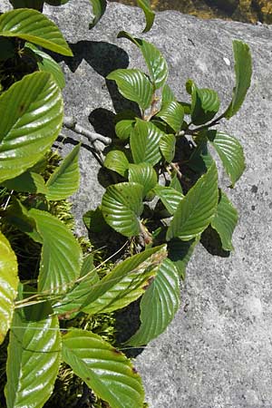 Rhamnus alpina \ Alpen-Kreuzdorn / Alpine Buckthorn, E Picos de Europa, Covadonga 7.8.2012