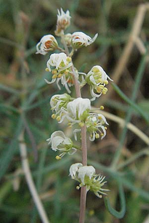 Reseda glauca \ Pyrenen-Resede / Hardy Mignonette, E Pyrenäen/Pyrenees, Caldes de Boi 18.8.2006