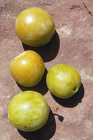 Prunus domestica subsp. italica \ Reineclaude, Reneklode / Greengage, E Pyrenäen/Pyrenees, Hecho - Tal / Valley 19.8.2011