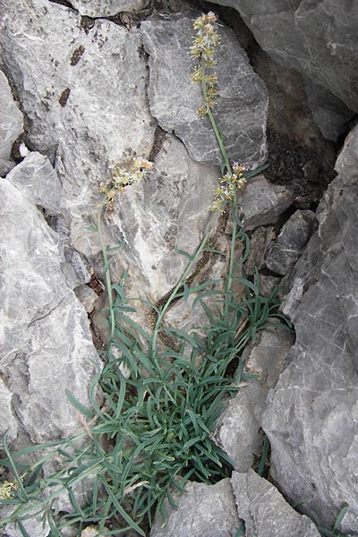 Reseda glauca \ Pyrenen-Resede / Hardy Mignonette, E Picos de Europa, Fuente De 14.8.2012