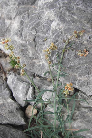 Reseda glauca \ Pyrenen-Resede / Hardy Mignonette, E Picos de Europa, Fuente De 14.8.2012